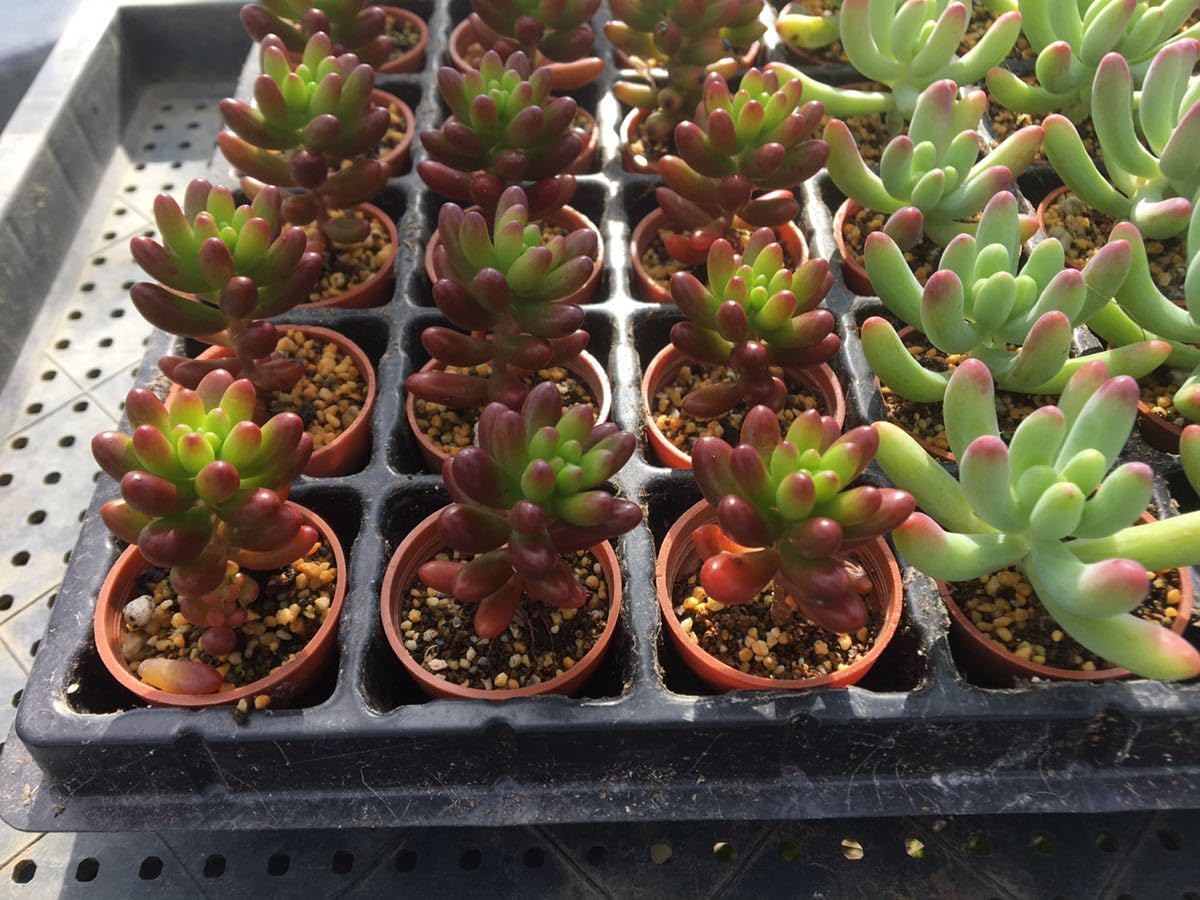 Amazon.co.jp: 多肉植物 セダム 4種類 1寸苗 72ポット 寄せ植え素材