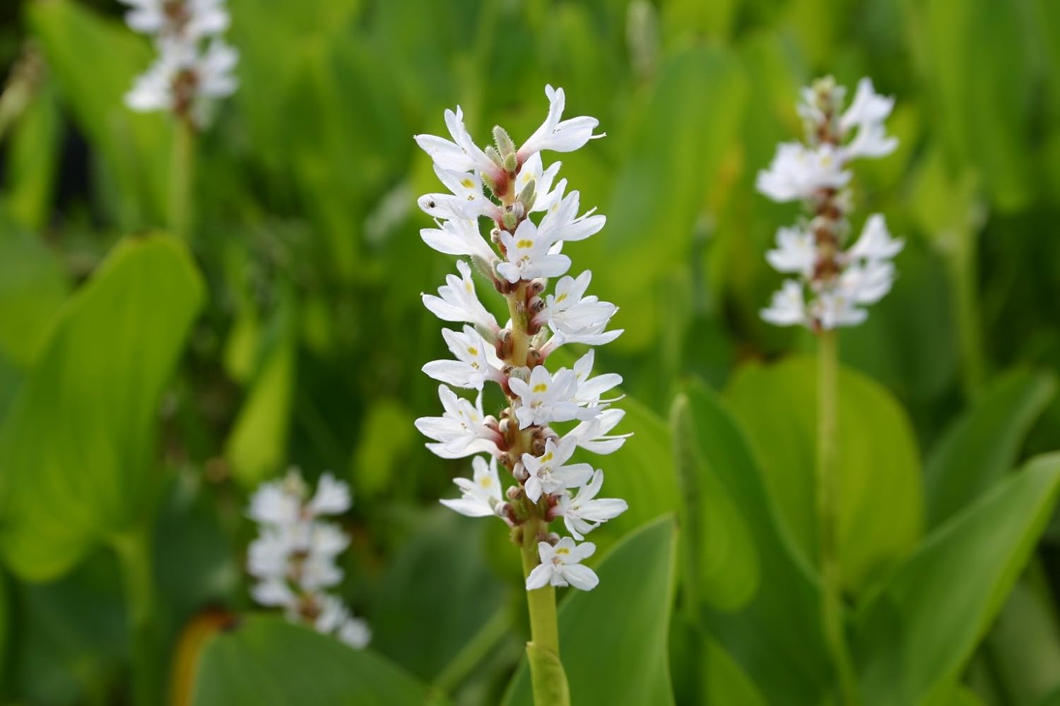 Pond Plant Pickerel, White