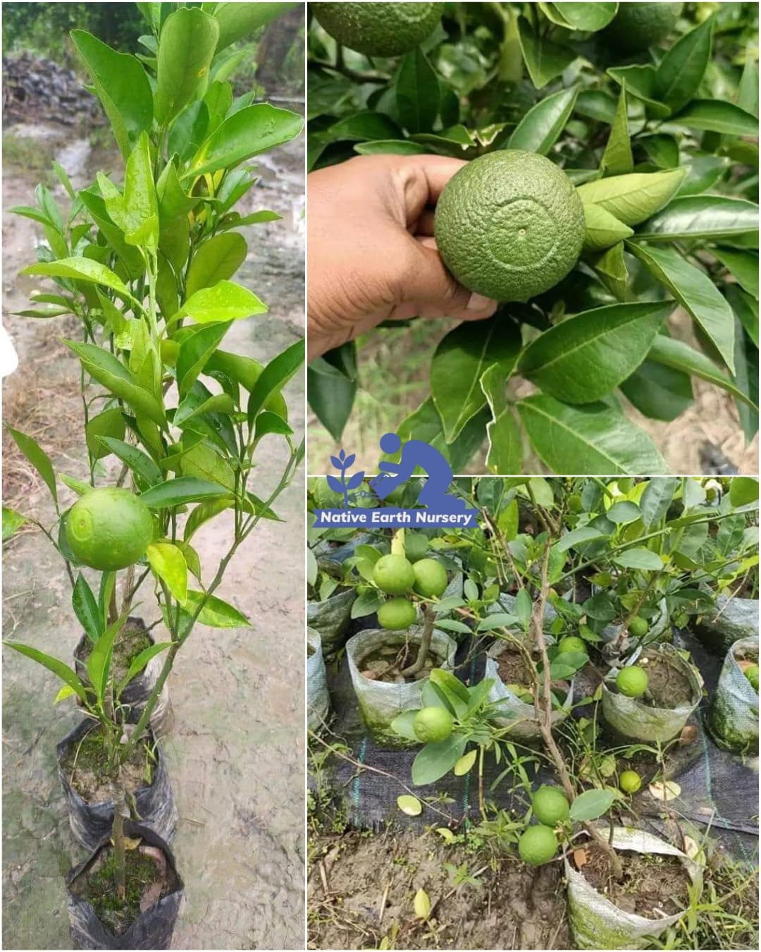 Native Earth Nursery Mosambi/Sweet Lemon Grafted Plant - Citrus Limetta Malta Fruit Tree Height 2-3 Feets, Healthy Live Plant for Home Garden (B0BY5NX4SM) Amazon Price History, Amazon Price Tracker