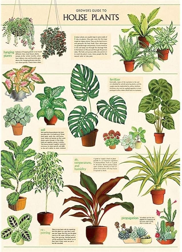 Cavallini Decorative Wrap Poster, House Plants, 20 x 28 inch Italian Archival Paper (WRAP/HP)