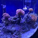 Review Image by Sudz Sudz