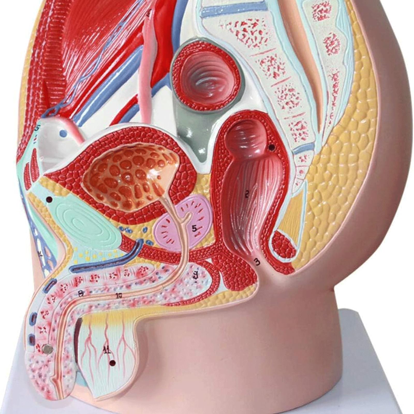 esmen Modello anatomico riproduttivo Modello del Sistema urinario riproduttivo Forniture per studi Medici per studi Medici e aule