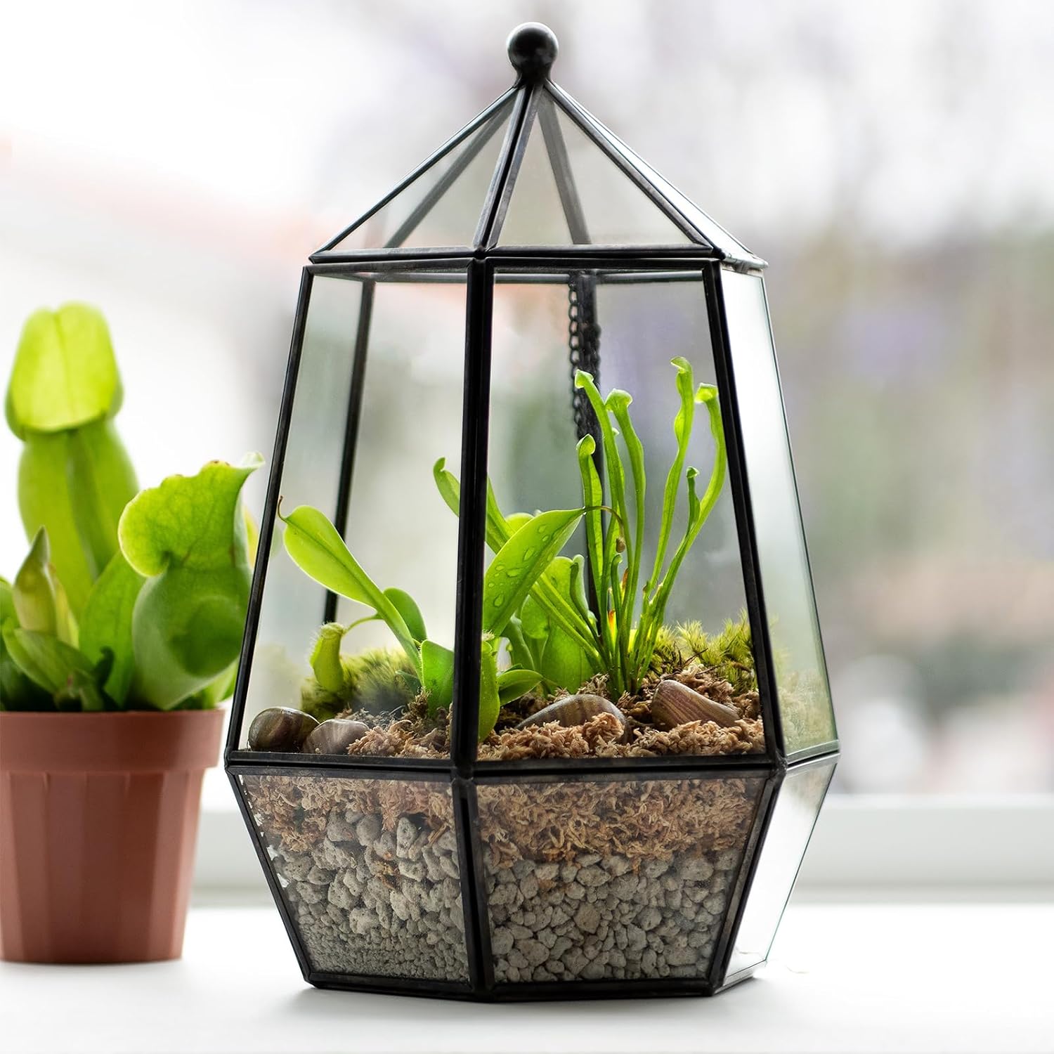 SuperMoss (90404) Glass Terrarium – Elegant Indoor Gardening Décor, Ideal Gifts for Plant Lovers, Modern Home & Office Decoration, 6.5” x 6.5” x 10.5”, Atrium