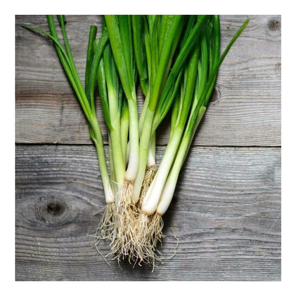 Organic Onion White Lisbon BUNCHING (Spring) 3000 Seeds