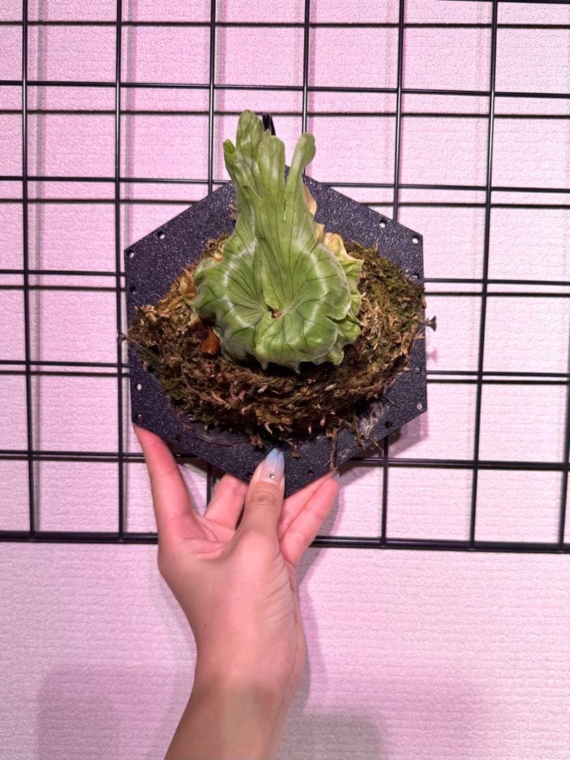 Amazon.co.jp: P. Wandae Dwarf&Curling ワンダエドワーフ ビカクシダ