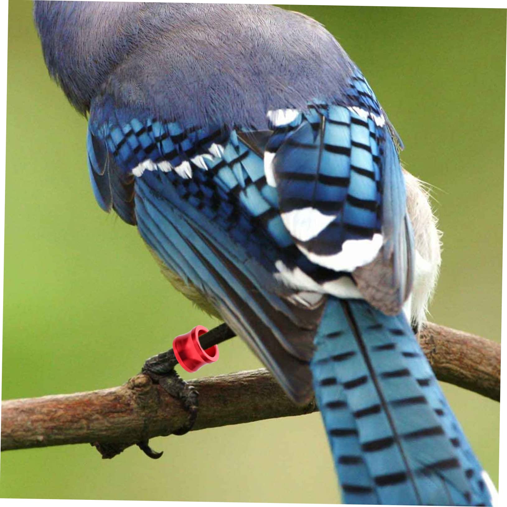 BESPORTBLE 80pezzi Anelli Colorati per Pigeon Leg Bands per Identificazione Uccelli e Pollame di Anelli per Piccioni Privati Alta visibilità e Resistenza