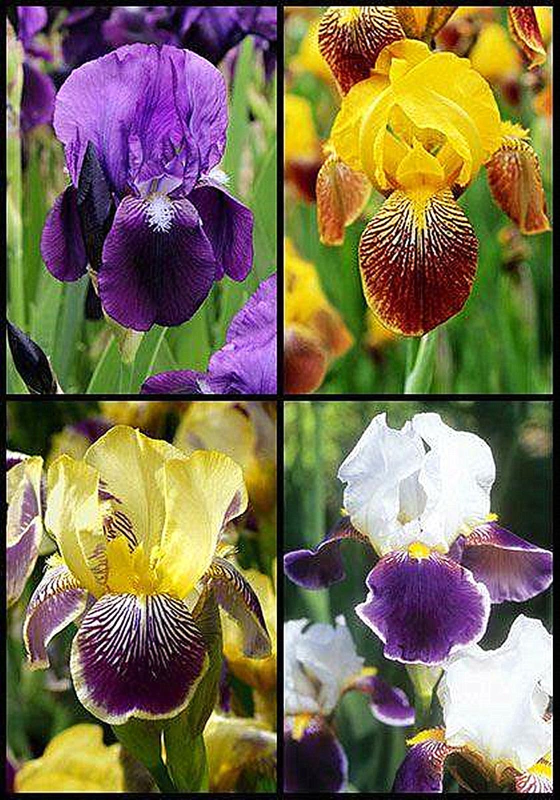 Bearded Iris Bulbs for Planting,Flowering Rhizome,Bearded Iris Bulbs Mix,Bearded Iris UK,Excellent Display Indoor Perennial Balcony Garden Bulbs-3bulbs-C