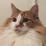 mandelsteine wiki Videos of a very cute cat Buckley