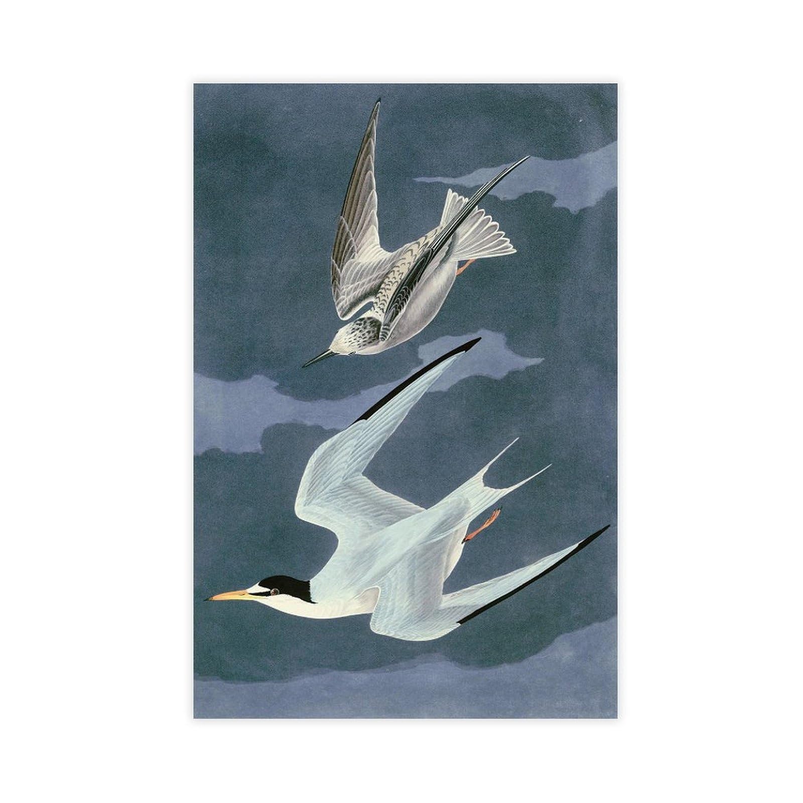ANFOTCM John James Audubon, mała rybitwa, artystyczna dekoracja ścienna plakat rodzinny bar restauracja garaż kawiarnia sztuka znak prezent 20 x 30 cali (50 x 75 cm)