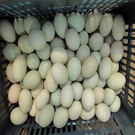 Egg Washer Machine120w Automatic Egg Cleaning Machine Commercial Chicken Duck Goose Egg Brushing Machine Egg Surface Cleaning Egg Wash Cleaning Machine Duck Egg Cleaning Machine ( Size : 220V )