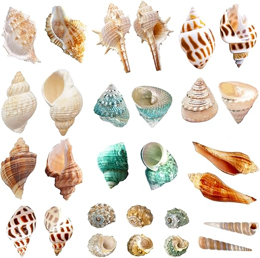 Lucky Baby 15+pcs Hermit Crab Shells Small to Medium Sea Conch Size 1/4-1 1/2 Inches Natural Growth Turbo Seashells Conch for Small Hermit Crab Turbo Shells