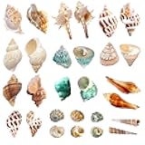 Lucky Baby 15+pcs Hermit Crab Shells Small to Medium Sea Conch Size 1/4-1 1/2 Inches Natural Growth Turbo Seashells Conch for Small Hermit Crab Turbo Shells