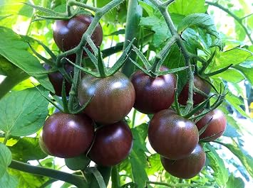 30+ Black Cherry Tomato Seeds, Heirloom Non-GMO, Low Acid, Indeterminate, Open-Pollinated, Sweet, Productive, from USA | Low Acid, Indeterminate, Open-Pollinated, Delicious, Productive, Solanum lycoperscium