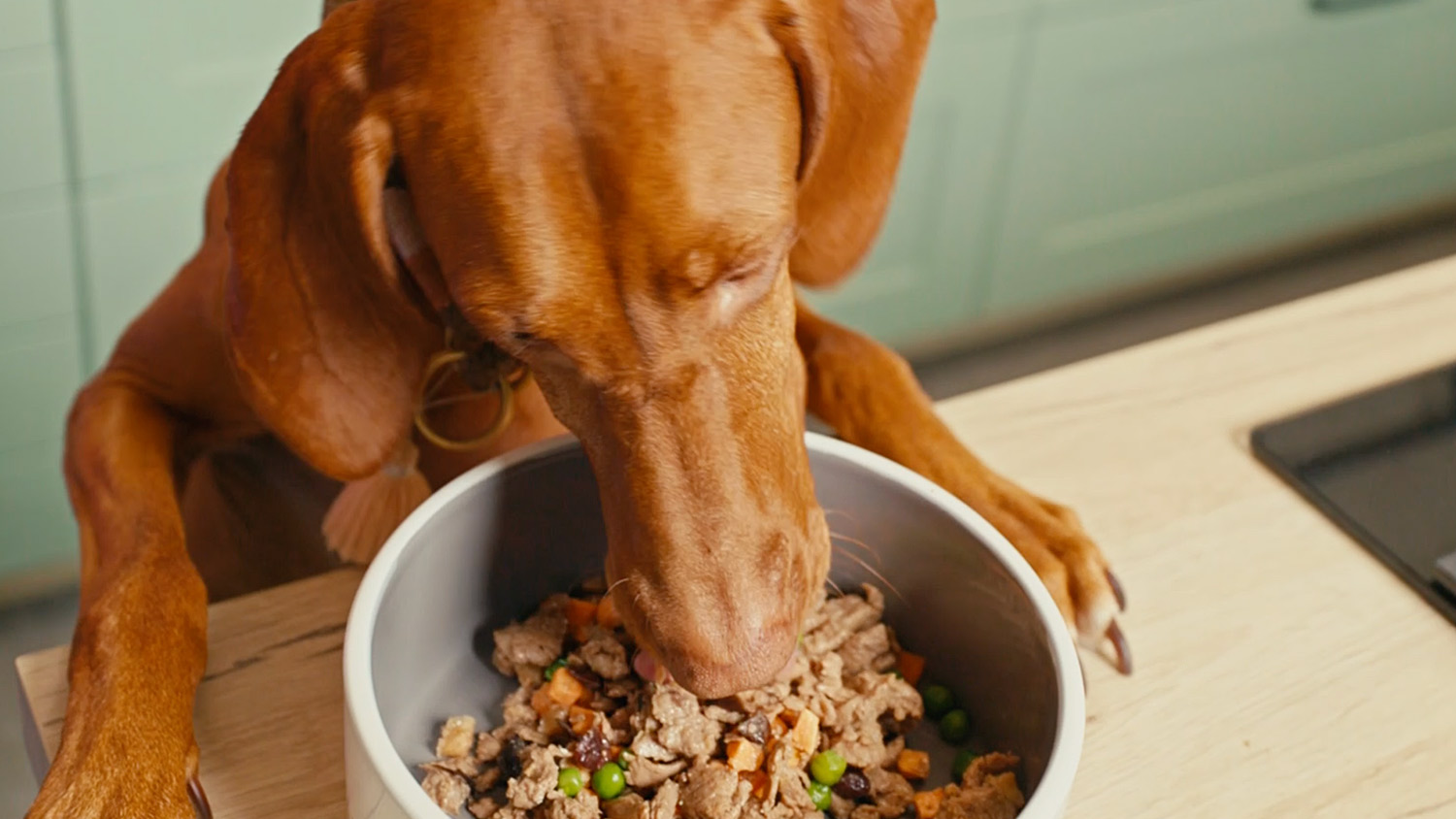 Fidelis  Gekochtes Frische-Men Huhn fr Hunde 10 x 500g - Premium Hunde  Futter mit 70% Fleischanteil und frischen Zutaten - Proteinhaltiges  Hundefutter nass nicht extrudiert - Zucker- & Getreidefrei : Amazon.de:  Haustier
