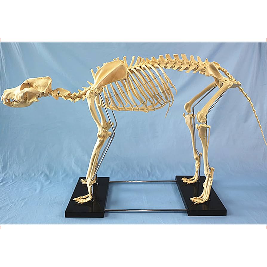犬　骨格標本　美品 Amazon.co.jp: haoyunjianjiak犬の骨格標本のモデル動物の解剖学