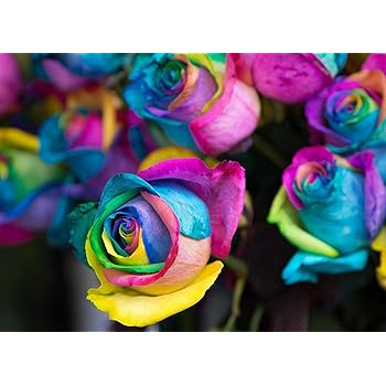 Amazon Com Potato001 100pcs Mint Green Rose Seeds Butterflies Love Garden Flower Rare Plant Seeds Home Kitchen