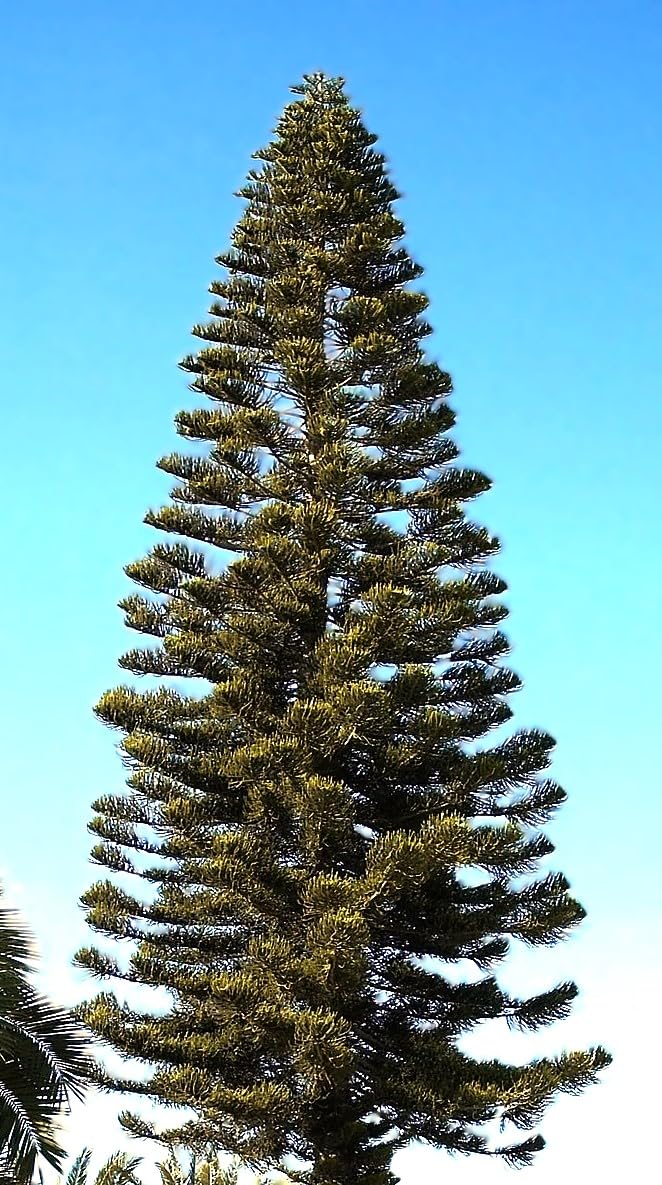 6 Graines d'Araucaria Columnaris, Pin Cook, Arbre Conifère de Nouvelle-Calédonie