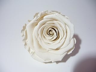 ROSE ETERNELLE BLANCHE POUR LA REALISATION DE DECORATION FLORALE DURABLE, A ASSOCIER AVEC DU SABLE COLORE ET UN PETIT VASE OU AUTRE SELON VOTRE IMAGINATION