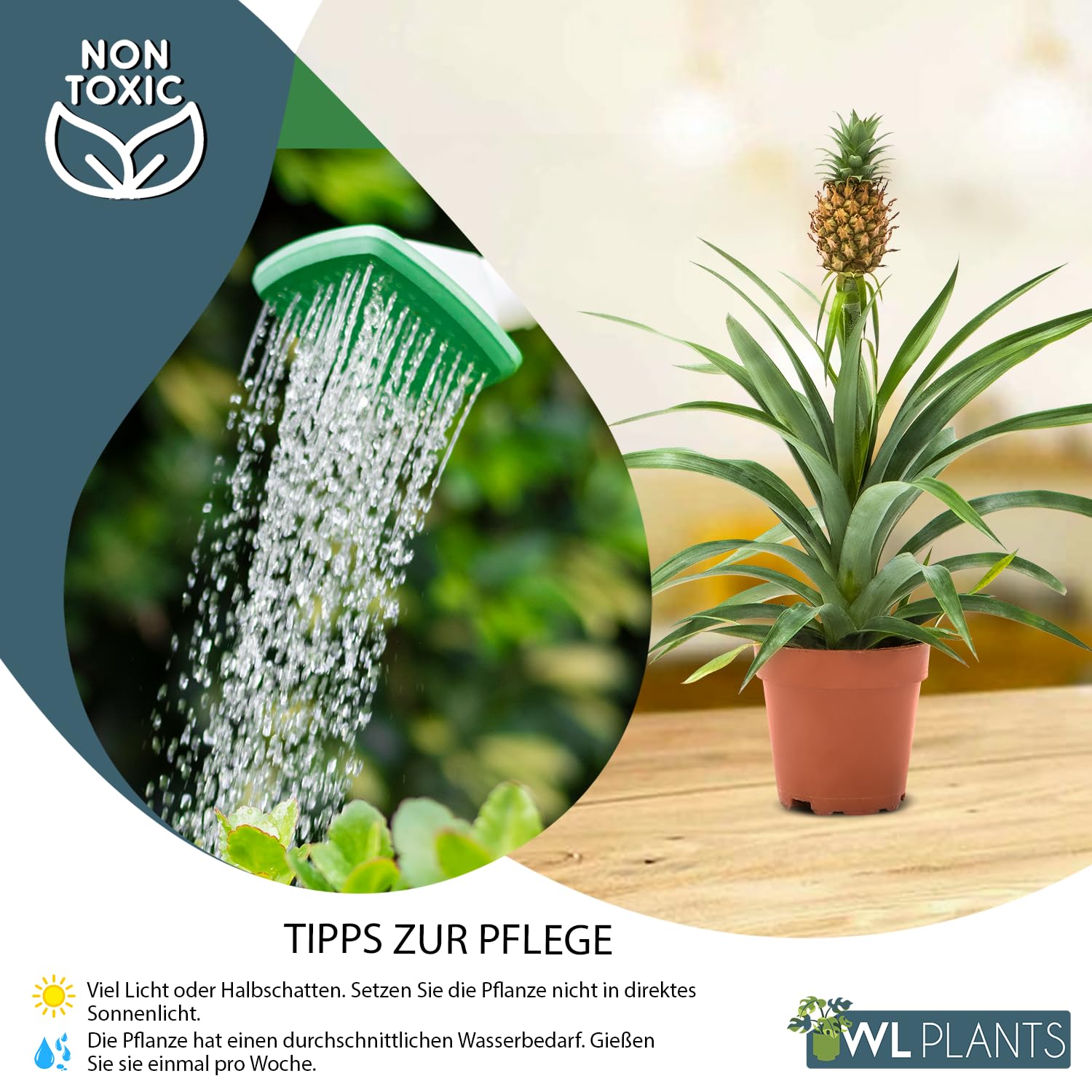 WL Plants Zimmerpflanzen Set 2er - 2x Ananas Comosus - Bromelia - Pflanzen  Hhe +/- 45cm inkl. Topf  12cm - Aus professioneller Zucht - Grnpflanzen  Zimmerpflanzen - Topfpflanzen echt : Amazon.de: Garten