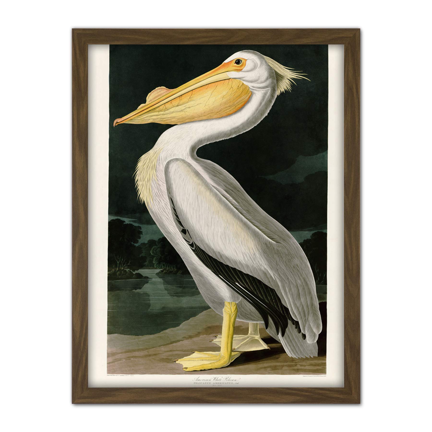 Artery8 Audubon Birds White Pelican Painting Artwork Framed Wall Art Print 18X24 Inch