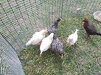 Review Image by Cherie