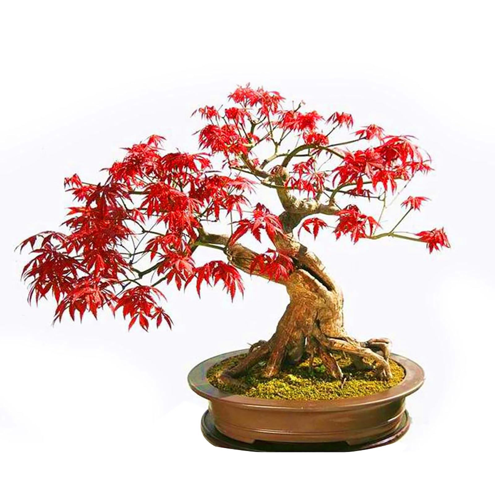 50 Semi Di Acero Rosso - Per Giardino, Balcone E Bonsai, Facili Da Coltivare - Foto 3