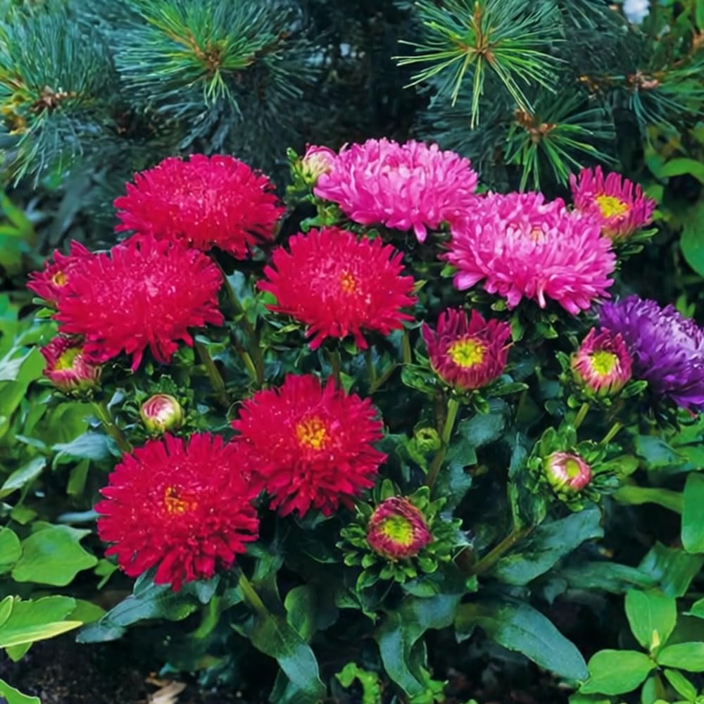 Aster Milady Mix Seeds – Dwarf, Compact Plants with Large, Classic Blooms – Half Hardy Annual – for Your Beautiful Garden