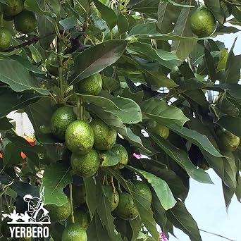 Yerbero - Whole Aromatic Dried Avocado Leaves 3.5 oz (100 g) | Hoja De Aguacate Criollo - Extra Aromatica Fuerte Olor | Bold/Strong Smell | Perfect for a Healthy Tea or as Seasoning For Mexican Dishes