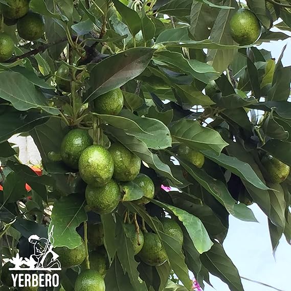 Yerbero - Whole Aromatic Dried Avocado Leaves 3.5 oz (100 g) | Hoja De Aguacate Criollo - Extra Aromatica Fuerte Olor | Bold/Strong Smell | Perfect for a Healthy Tea or as Seasoning For Mexican Dishes