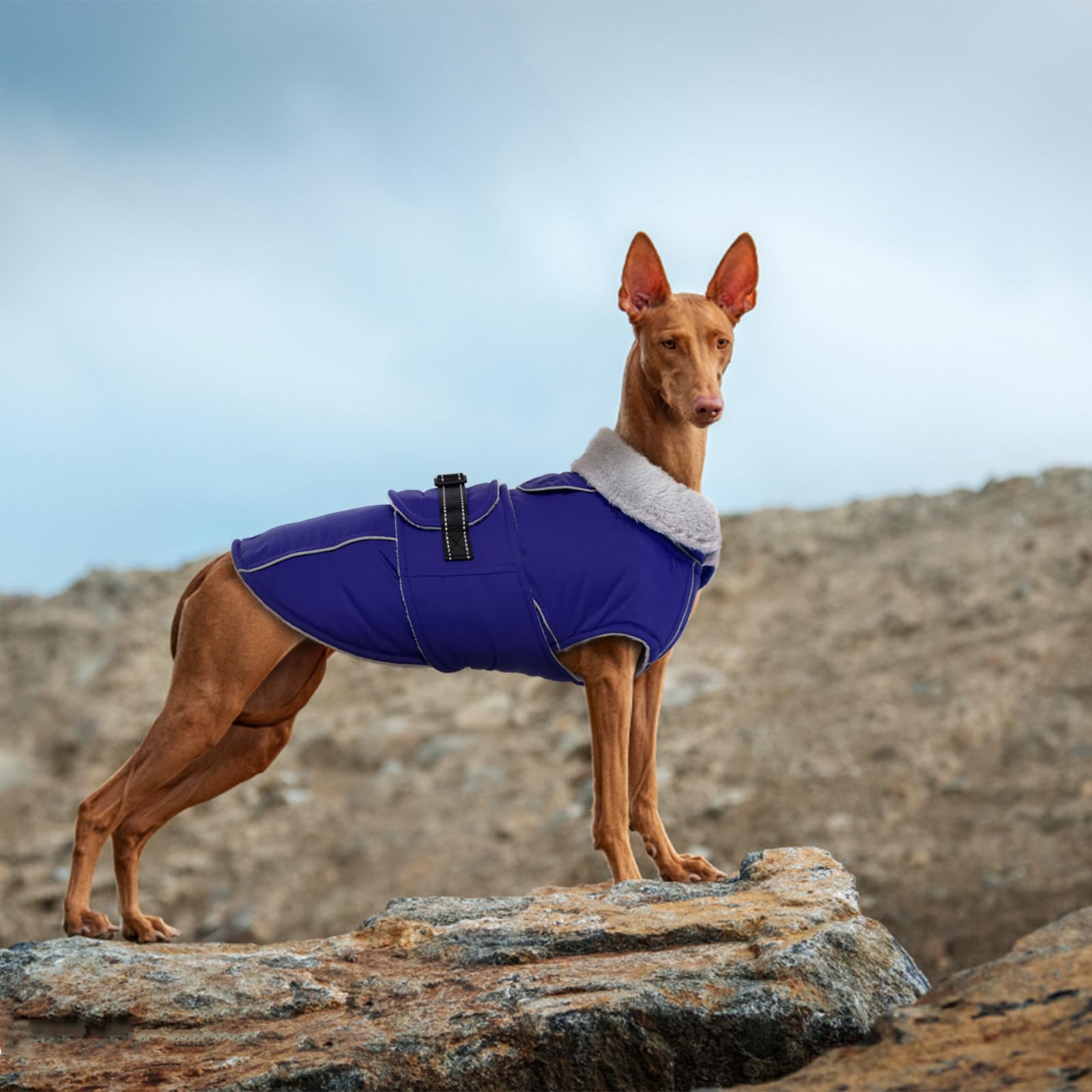 Lelepet Hundemantel Winterweste Reflektierende Fleece Hundejacke für Große Hunde Wasserdicht Hundejacke Wintermantel Warme Winterjacke mit Verstellbarer Schnalle (Blau, XL)