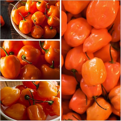 Miniatura 2 de 150 semillas de pimienta habanero naranja, sin OMG, chile súper picante para plantar, ideal para salsa picante, salsas y jardines domésticos - Alta