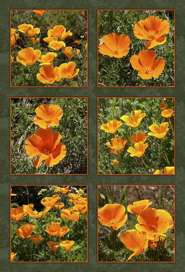 California Poppies Six Block Quilt Panel - FLR-014 - Panel Size is 16” X 22”, Quality Quilting Cotton, Digitally Printed