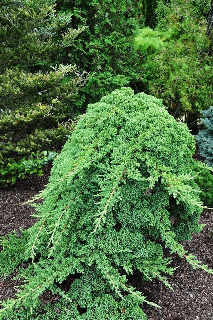 Dwarf Japanese Garden Juniper | 3 Live Gallon Size Plants | Juniperus Procumbens Nana | Drought Tolerant Evergreen Groundcover | Great for Bonsai