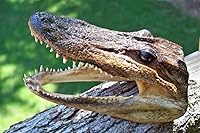 Vista 2 de Cabeza de cocodrilo real de 5-6 pulgadas por Unknown