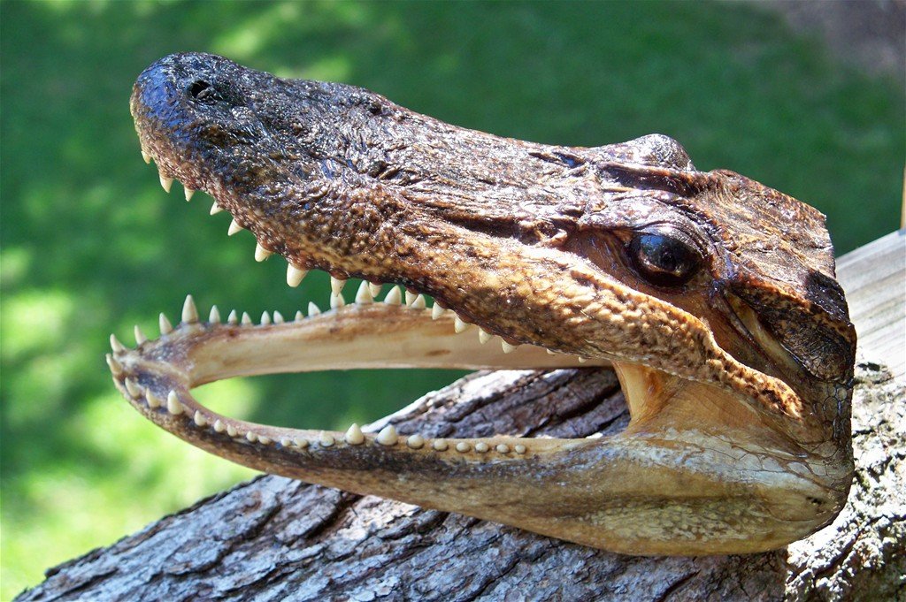 Yo-Zuri R1217-PC Snap Beans, Color, Perch, 25mm 1