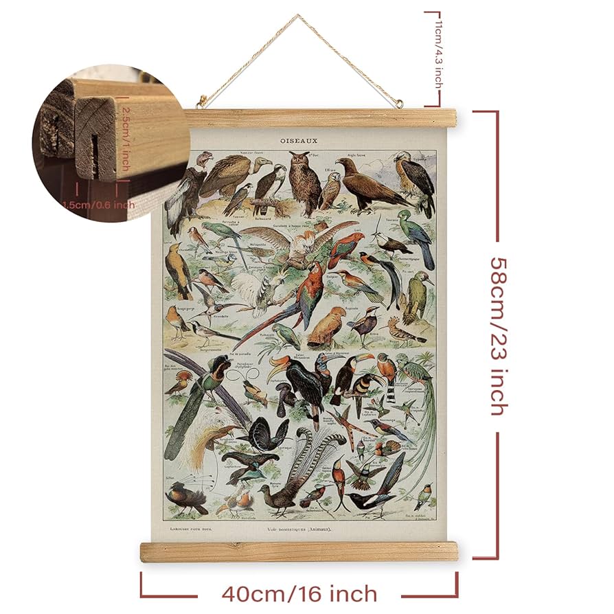 アート・デザイン・音楽 CLASSIC NATURAL HISTORY PRINTS BIRDS アート