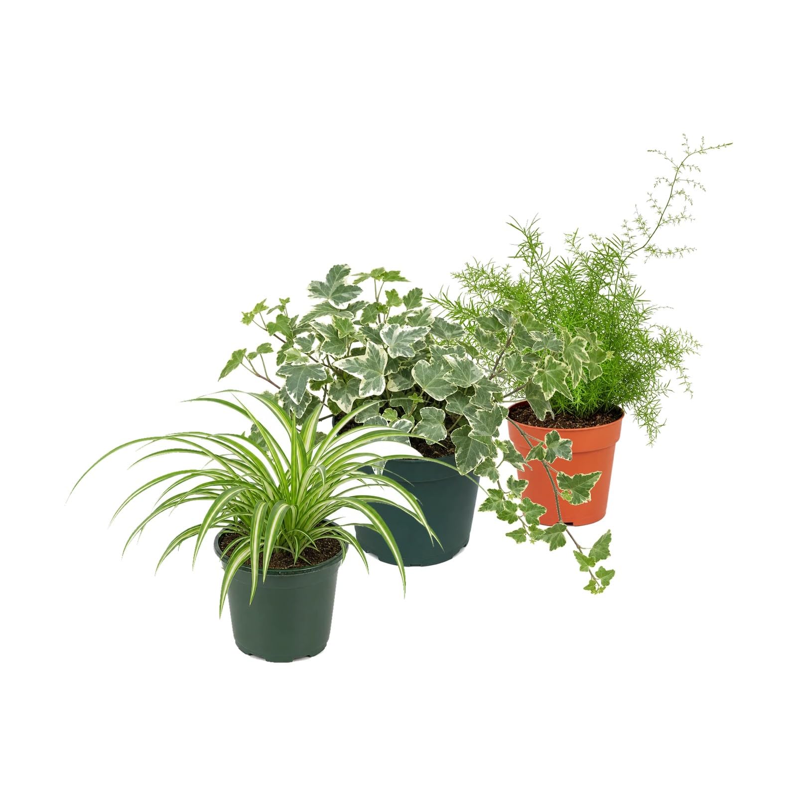 DECOALIVE Pack 3 Plantas: Cinta, Hiedra Variegada y Helecho Espárrago