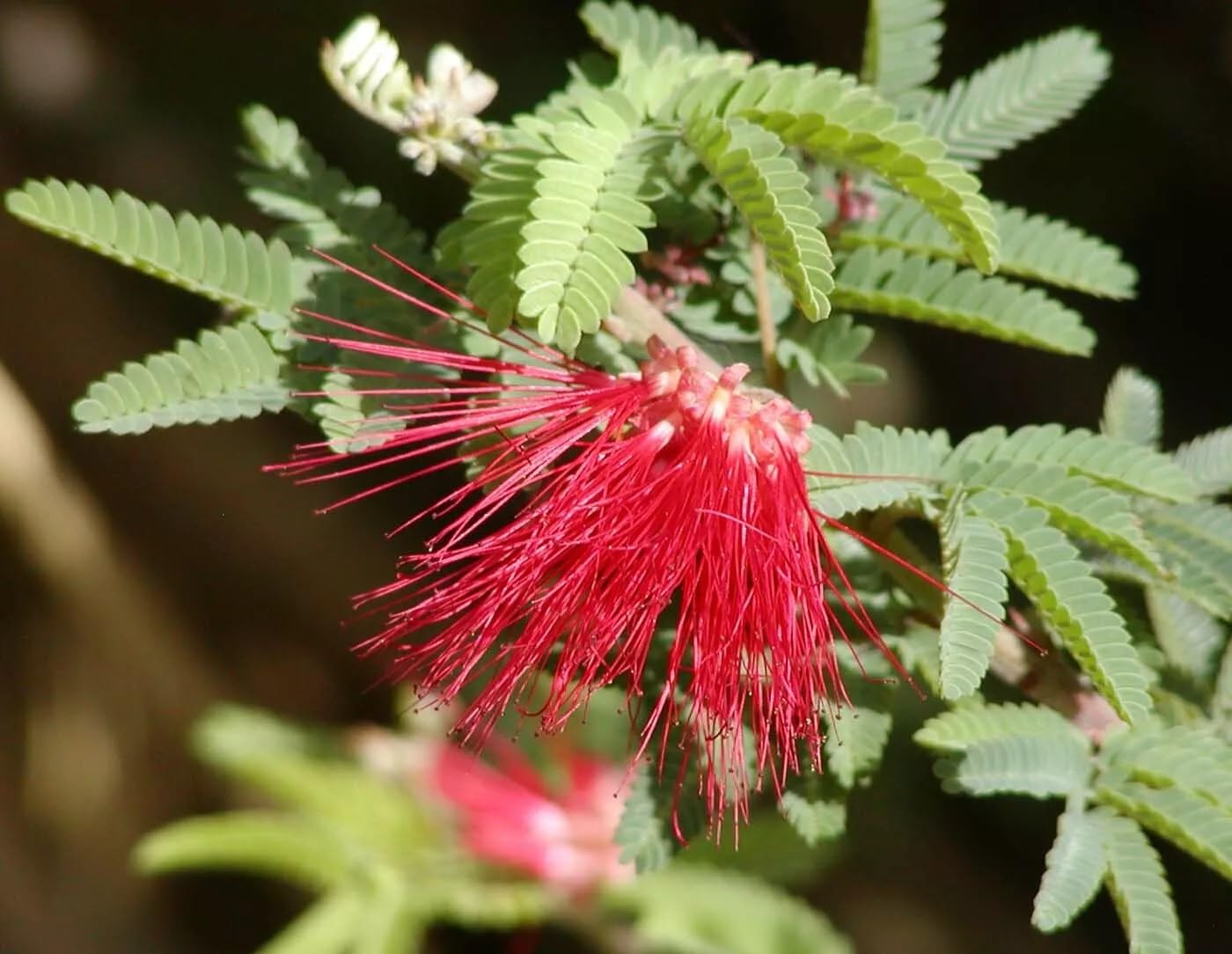Calliandra Californica Seeds