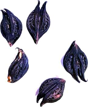 Mushuk egarda Mushuk egarda