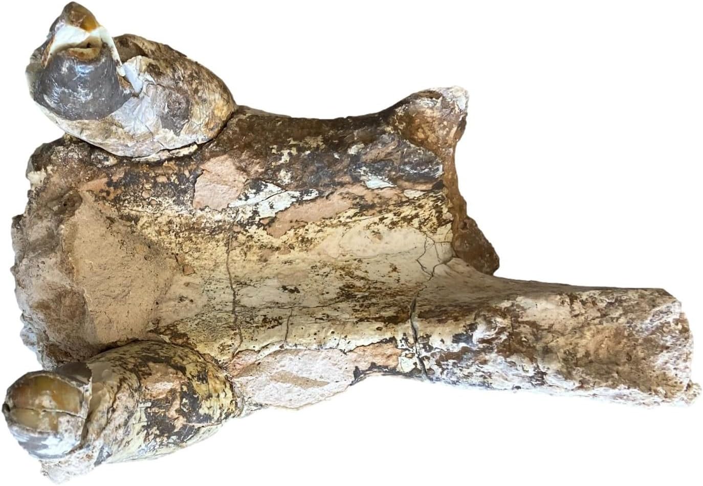 Unprepared Entelodont Lower Jaw Fossil 30 Million Yrs Old 18156