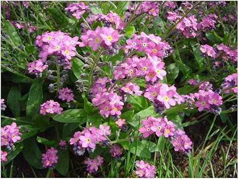 Premier Seeds Direct Forget Me Not Myosotis Alpestris Rose 0 7 Gm 1000 Seeds Amazon Co Uk Garden Outdoors Premier Seeds Direct Forget Me Not Myosotis Alpestris Rose 0 7 Gm 1000 Seeds Amazon Co Uk Garden Outdoors