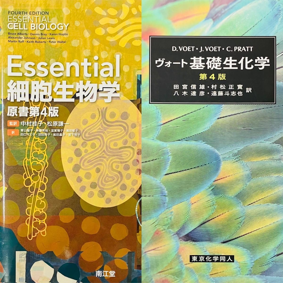 グラキリス 2頭 赤肌 良型 現地球 グラキリス 赤肌 現地球 とっくり型