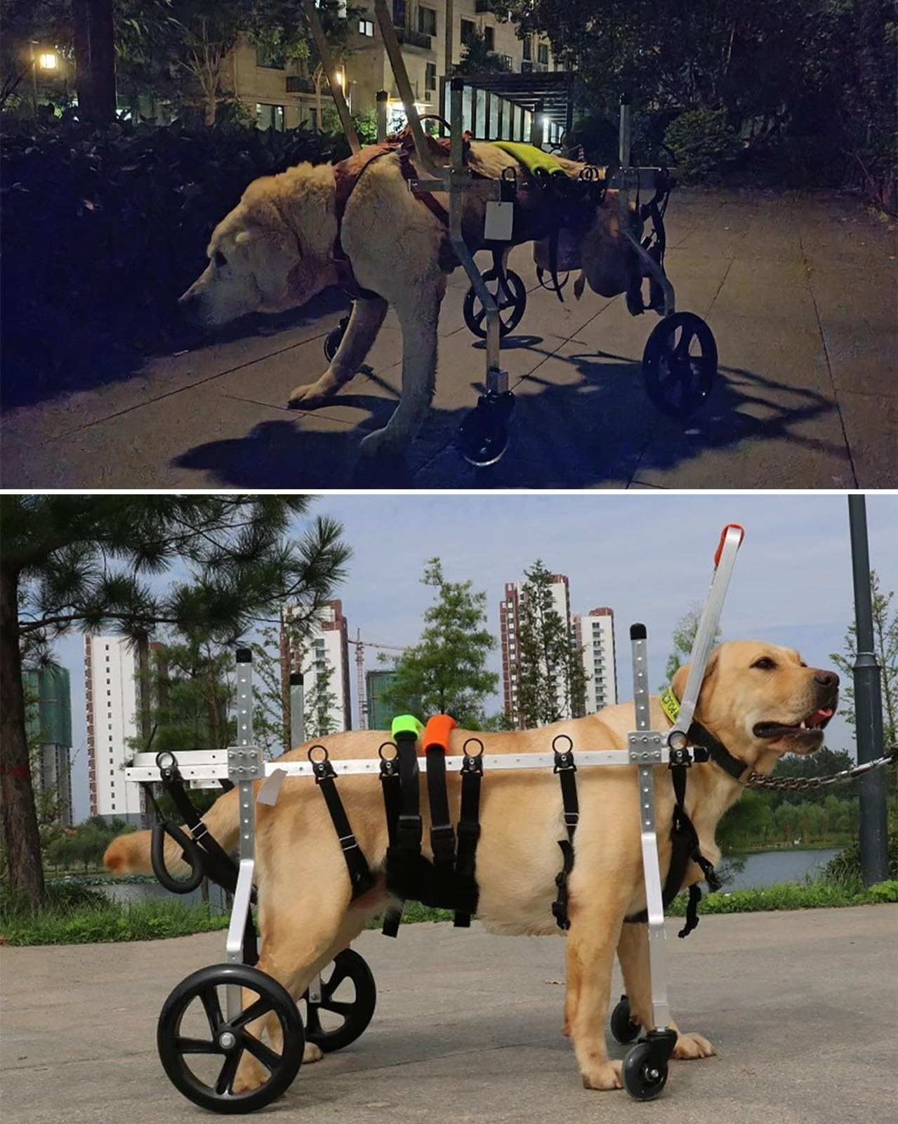 Silla de ruedas ajustable de aluminio para perros discapacitados, ayuda de movilidad de apoyo completo para grandes Bs con displasia de cadera, mejora la movilidad y la calidad de vida