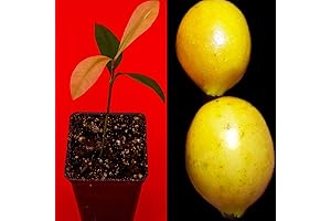 Fruit Plant - Garcinia Brasiliensis - Lemon Drop Mangosteen Tropical Tree