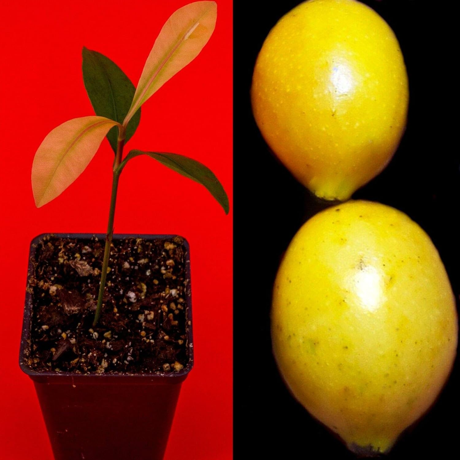 Fruit Plant - Garcinia Brasiliensis - Superior Lemon Drop Mangosteen Tropical Fruit Tree Plant