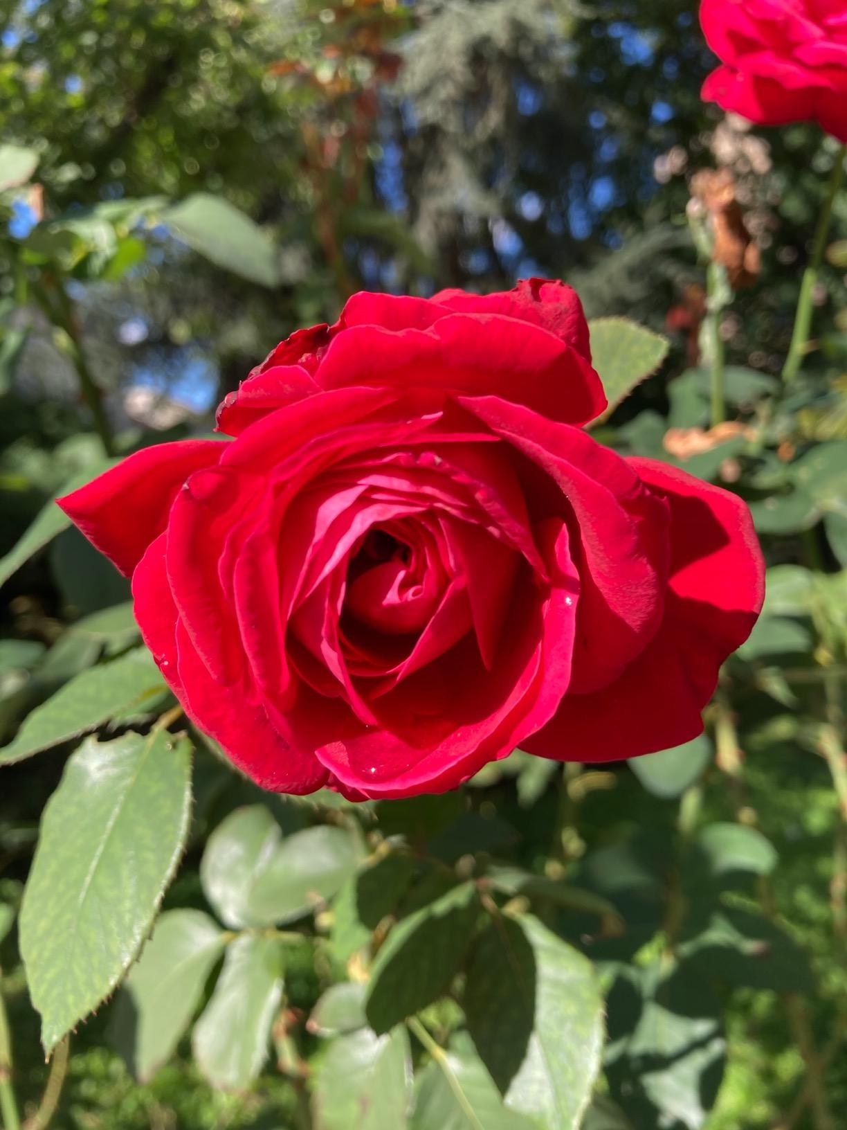 Immagine del cliente