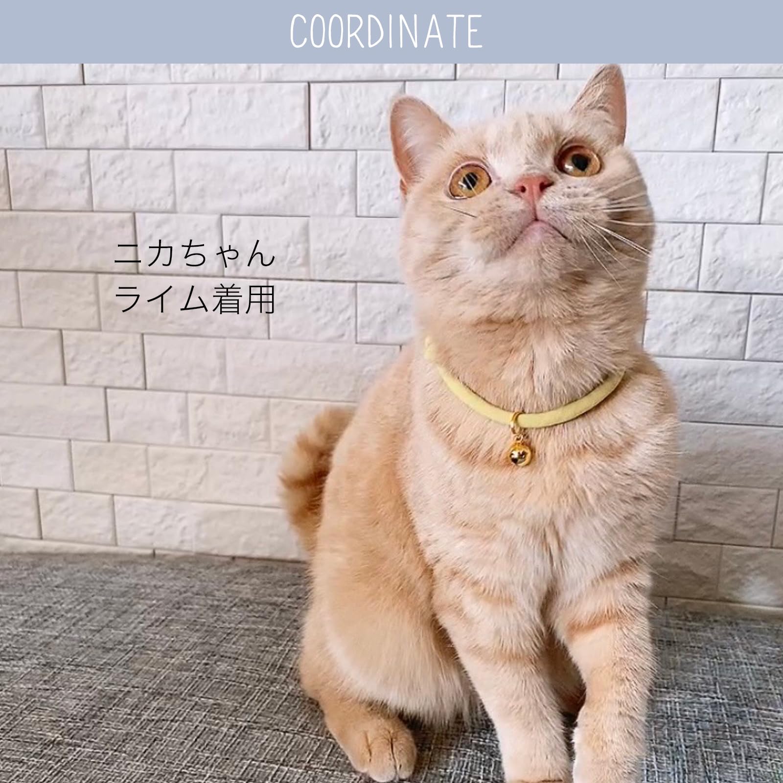 Amazon | 株式会社ツリー シンプルひも猫首輪 Sサイズ ワインレッド  