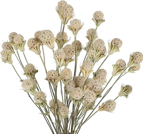 Worldoor Ramo de flores secas naturales, 18 unidades, color blanco a granel, bolas de botón de craspedia, arreglos florales secos para el hogar,