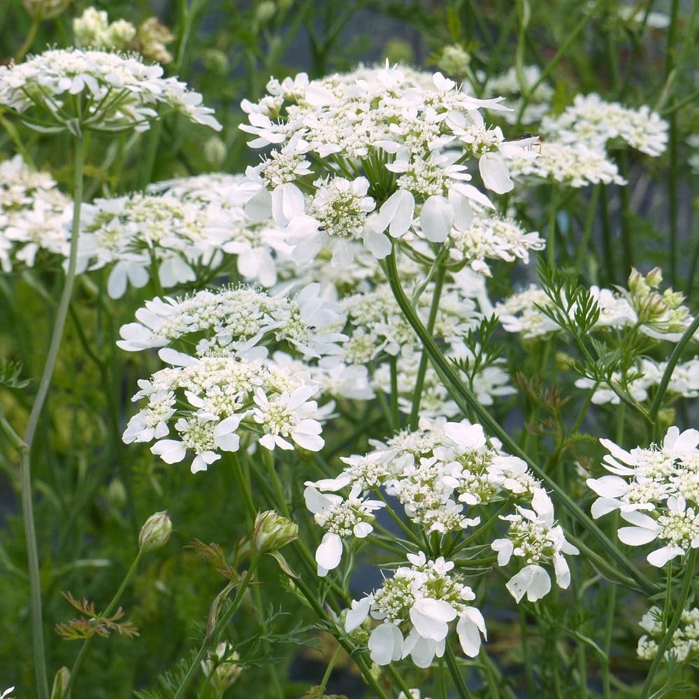 Amazon.co.jp: 種 花たね オルラヤ ホワイトフィンチ 1袋（40粒