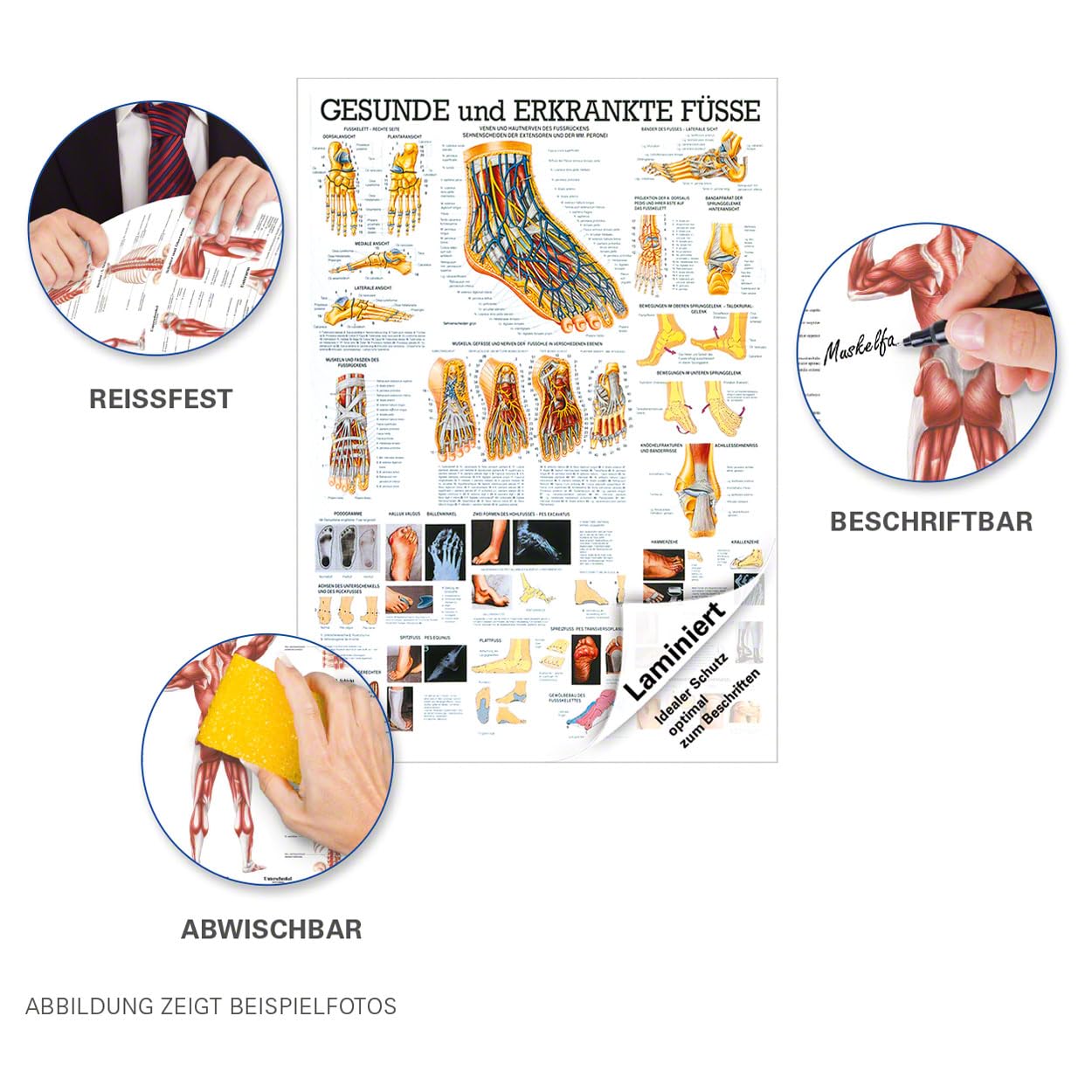 Sport-Tec Der Fuß Lehrtafel Anatomie 100x70 cm medizinische Lehrmittel